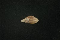 藏品(流紋蜷)的圖片